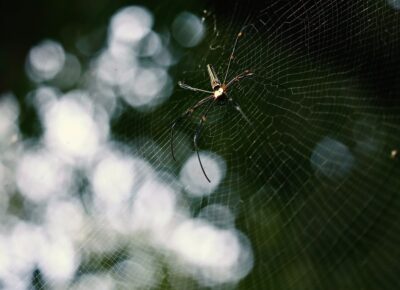 Manage Business like a Spider