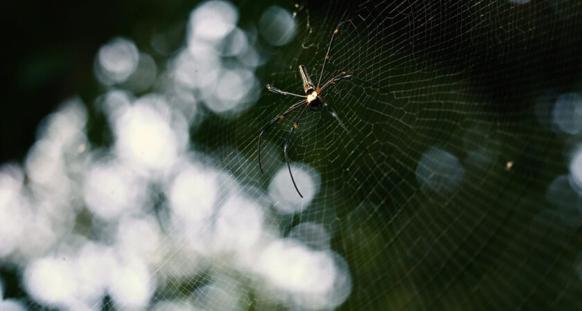 Manage Business like a Spider